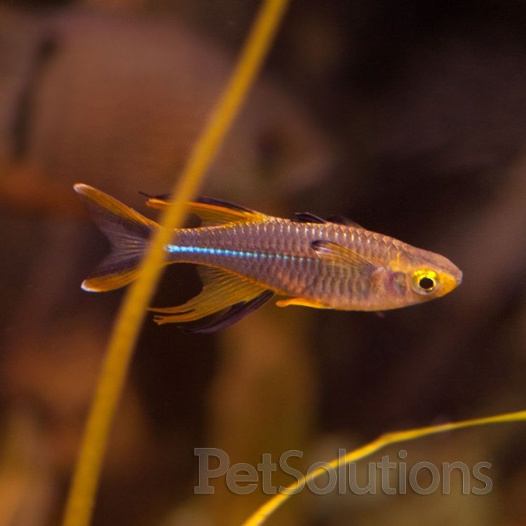 Celebes Rainbowfish: A Colorful Splendor from Sulawesi, Indonesia