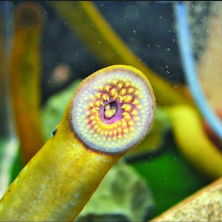 The Mysterious Lamprey: A Parasitic Fish Like No Other
