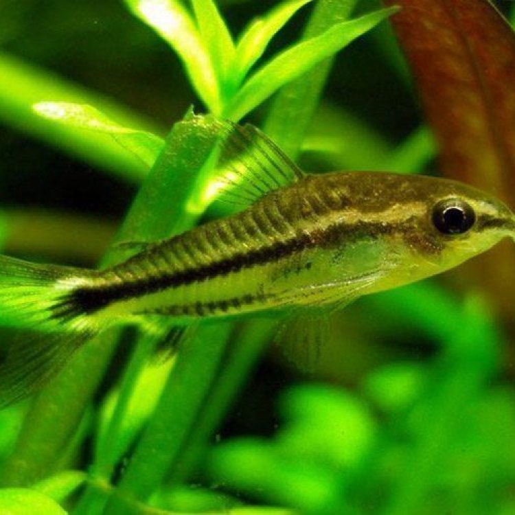 The Spiny Dwarf Catfish: A Small but Mighty Fish