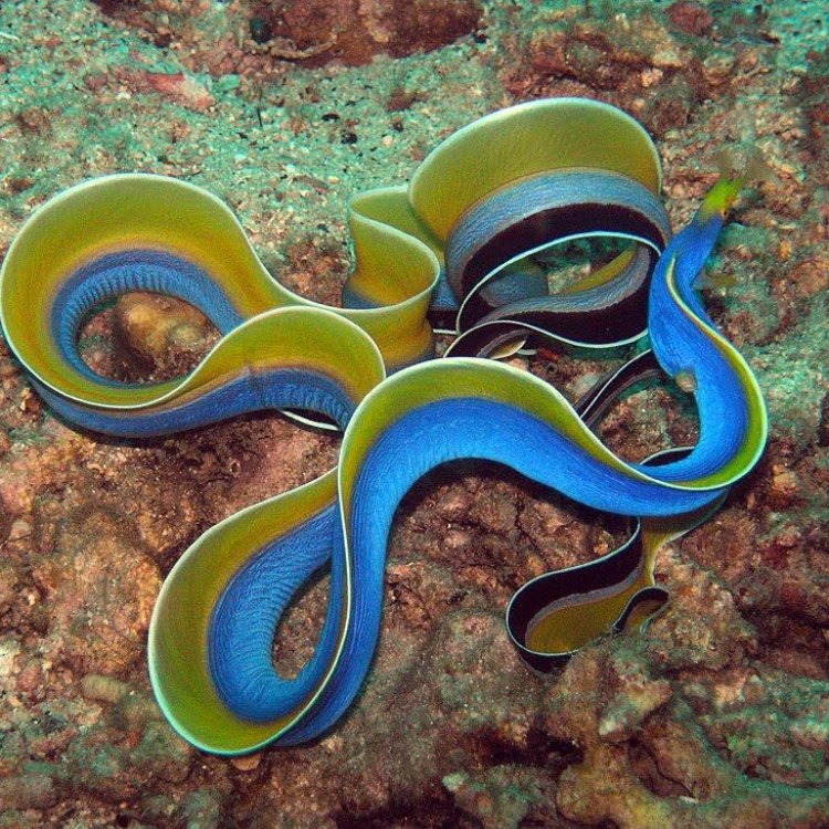 The Fascinating Ribbon Eel: A Hidden Jewel of the Coral Reefs