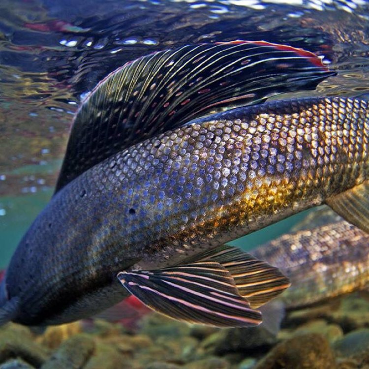 The Fascinating World of the Grayling Fish