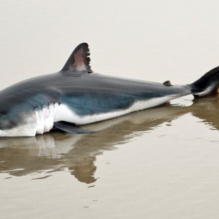 The Fascinating World of the Salmon Shark: An Active Predator of the Open Ocean