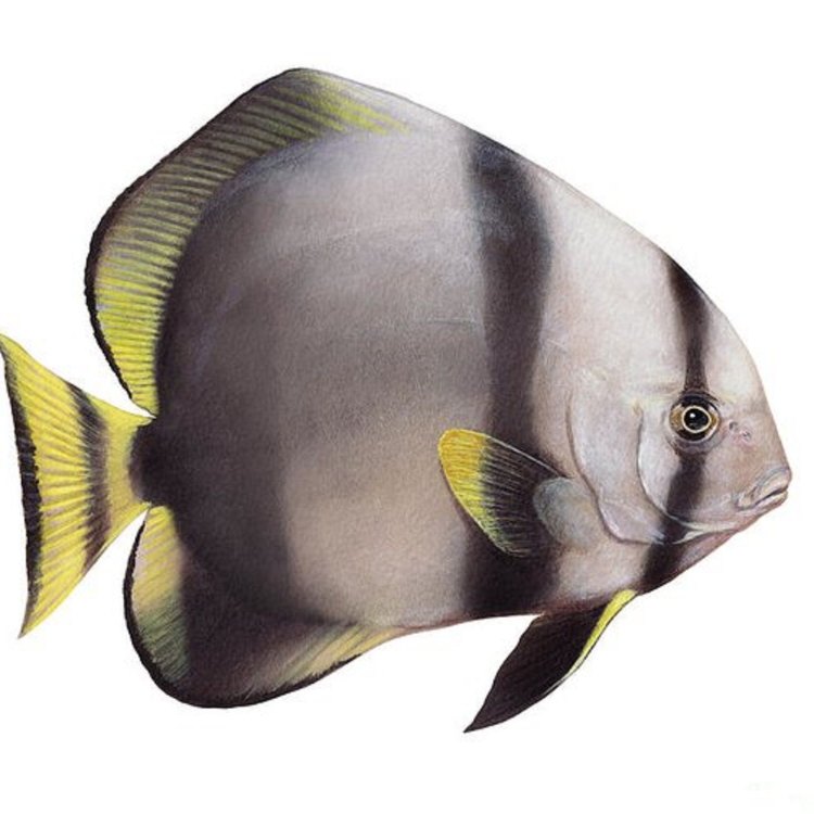 Orbicular Batfish: A Colorful Master of the Reefs