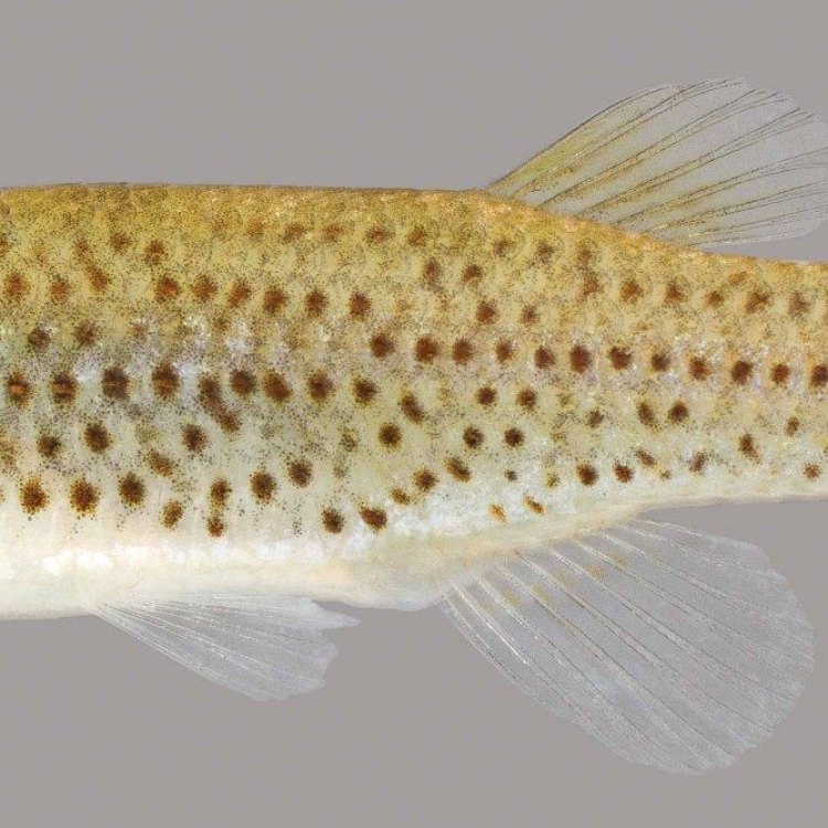 The Fascinating World of the Topminnow Fish