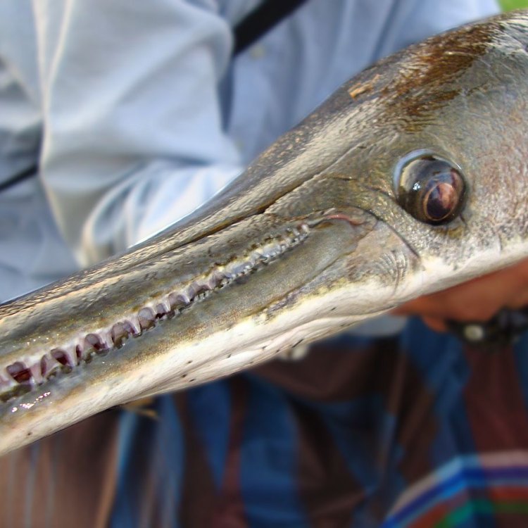 The Mysterious Predator: Exploring the Fascinating World of Garpike Fish