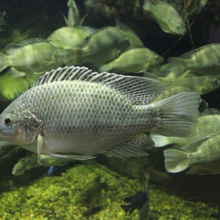 The Fascinating World of the Mozambique Tilapia