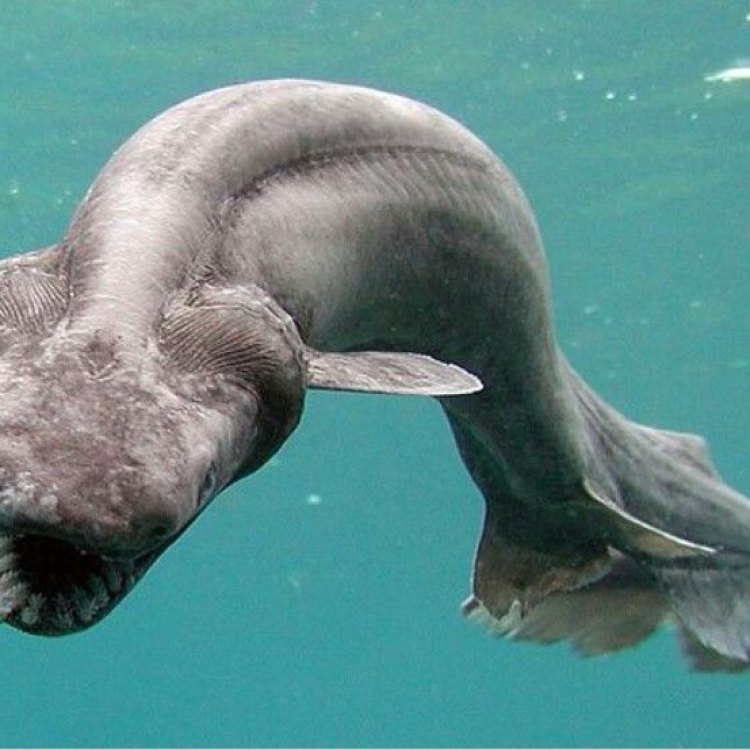 The Mysterious Frilled Shark: A Deep-Sea Enigma