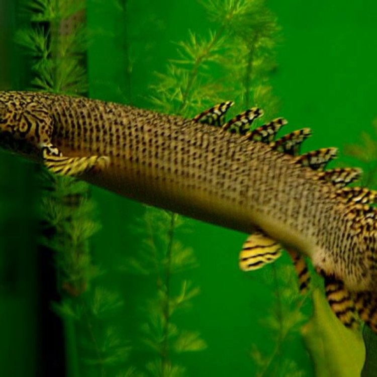 The Mystical Bichir: A Unique and Fascinating Fish from the Nile Region
