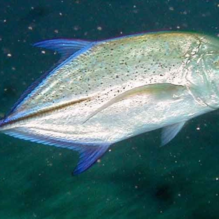 The Mighty Jackfish: A Powerful Predatory Fish with a Global Reach
