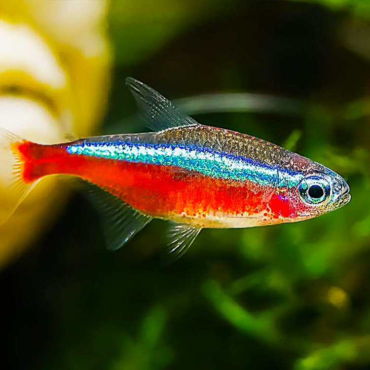 Meet the Neon Tetra: The Vibrant Jewel of South America's Rivers