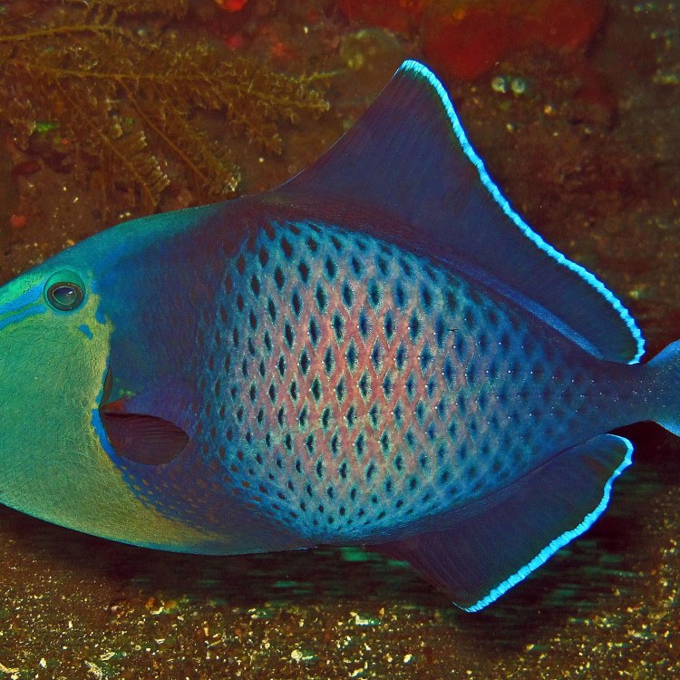 The Beautiful and Fascinating World of Triggerfish
