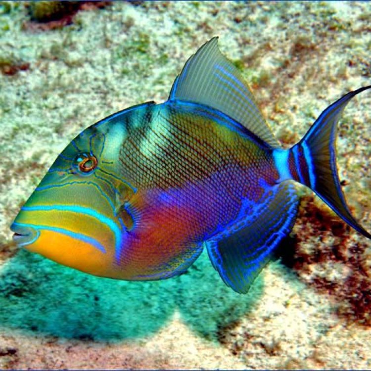The Colorful World of Reef Triggerfish: A Closer Look at Rhinecanthus Rectangulus
