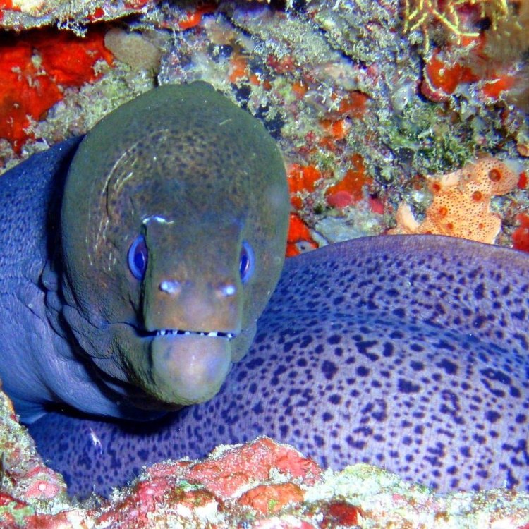 The Enigmatic Worm Eel: Exploring the Curious Life of Myrophis punctatus