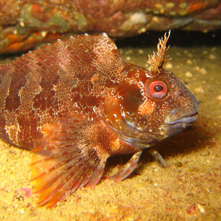 The Fascinating World of Tubeblennies: Majestic Herbivores of the Mediterranean Sea