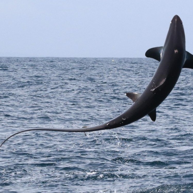 The Magnificent Thresher Shark: A Master of the Open Ocean