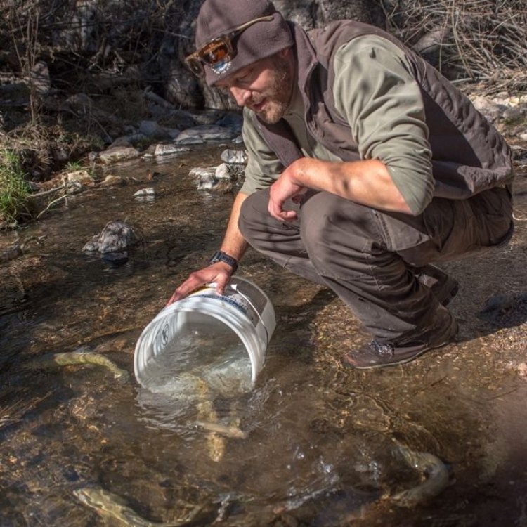Gila Trout: A Hidden Gem of the Southwestern United States