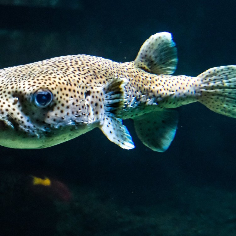 The Fascinating World of Porcupinefish: A Unique and Enigmatic Species
