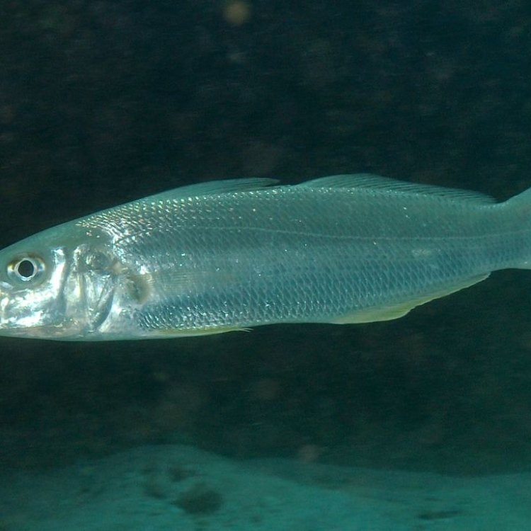 The Fascinating Sillago: A Versatile and Hardy Fish Found in the Indo-Pacific Region