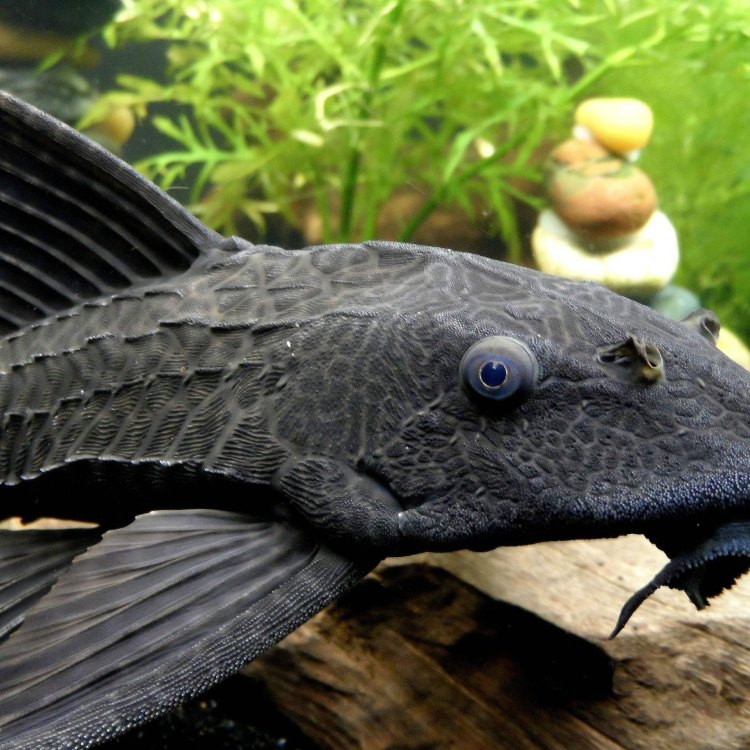 The Mighty Pleco: A Fascinating Fish from South America