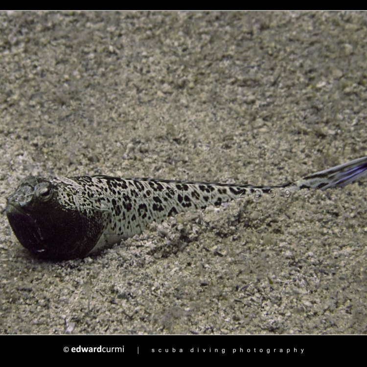 Weeverfish: The Ambush Predator of the Coastal Waters