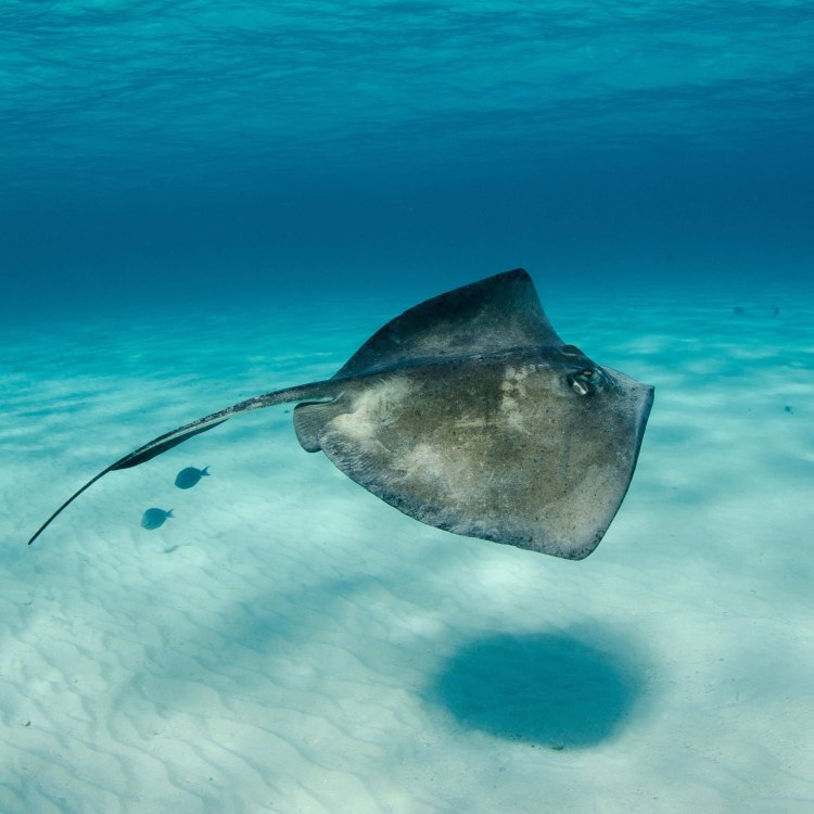 Exploring the Depths of the Deepwater Stingray: A Fascinating Creature