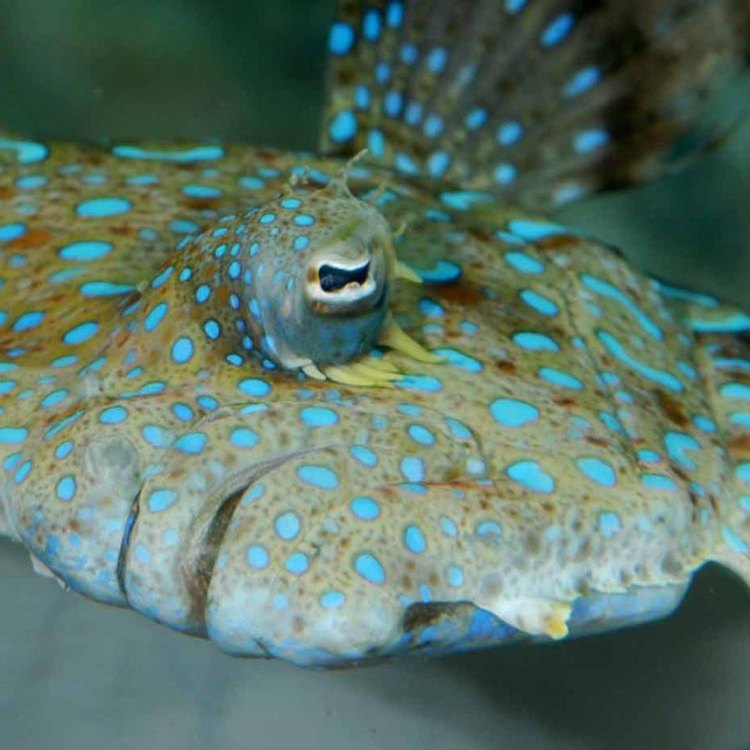 The Amazing Peacock Flounder: Masters of Disguise in the Western Atlantic Ocean