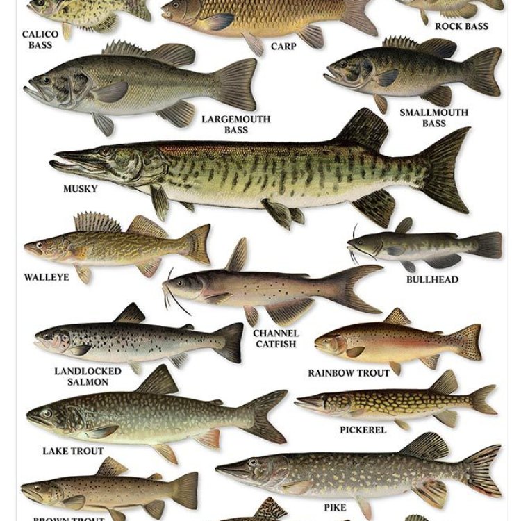 The Mighty Torrent Fish: A Native Predator of North American Rivers