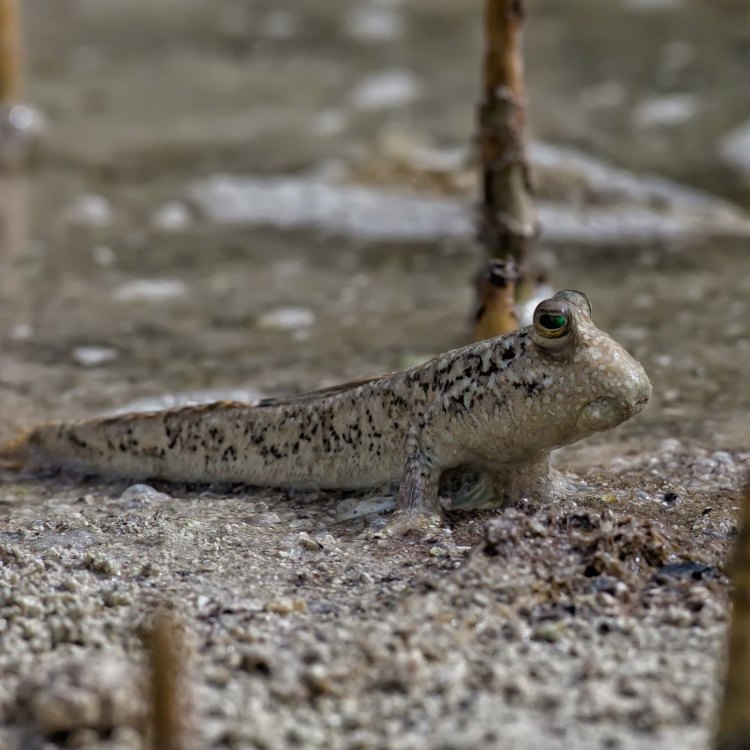 A Lively Creature: The Fascinating World of the Mudskipper