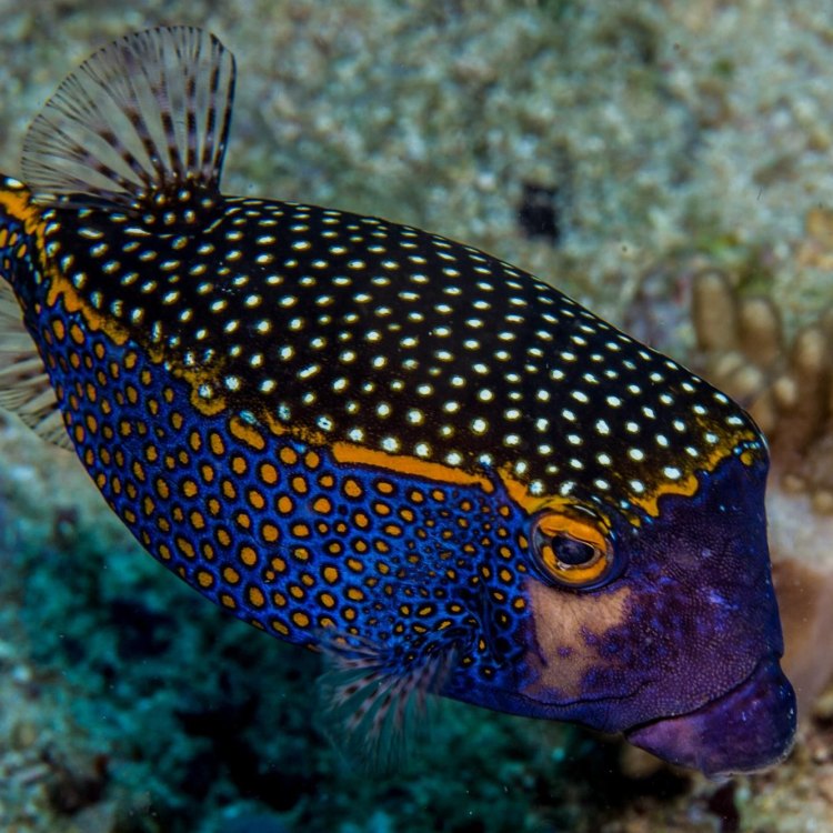 The Beautiful and Mysterious World of the Boxfish