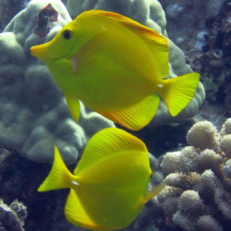The Vibrant and Long-Lived Yellow Tang: A Jewel of the Coral Reefs