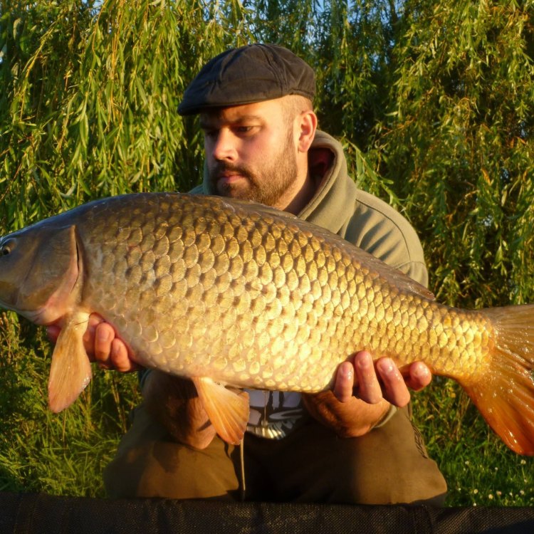 The Fascinating World of the Common Carp: An Aquatic Wonder
