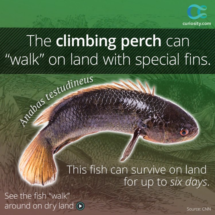 Climbing Perch: A Unique Freshwater Predator in Southeast Asia