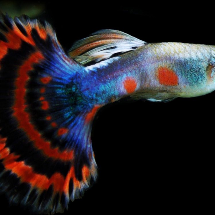 Guppy: The Colorful and Playful Fish From Venezuela