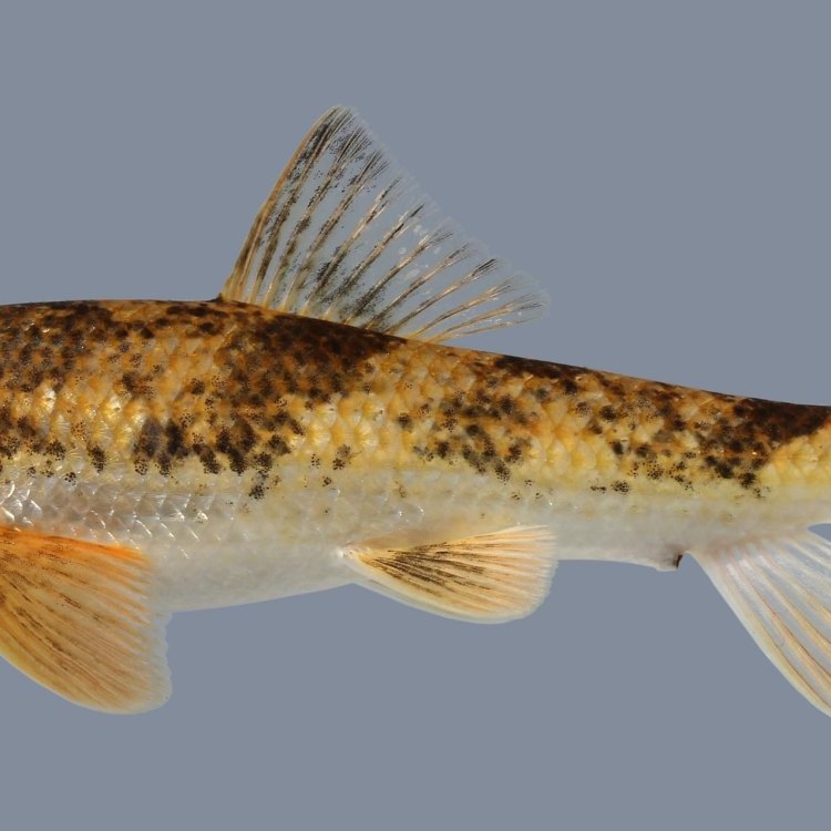 The Fascinating Harelip Sucker: A Unique Freshwater Species