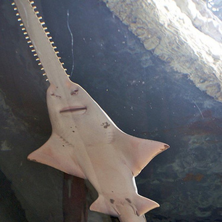 The Magnificent Saw Shark - A Unique Creature of the Sea