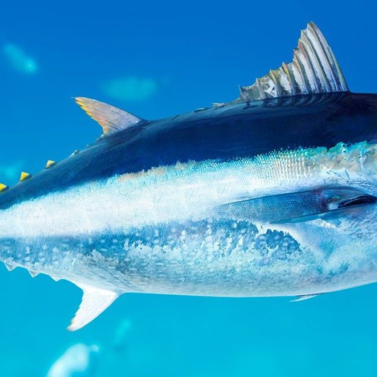 An Ultimate Guide to the Common Tunny: A Predatory Fish of the Open Ocean