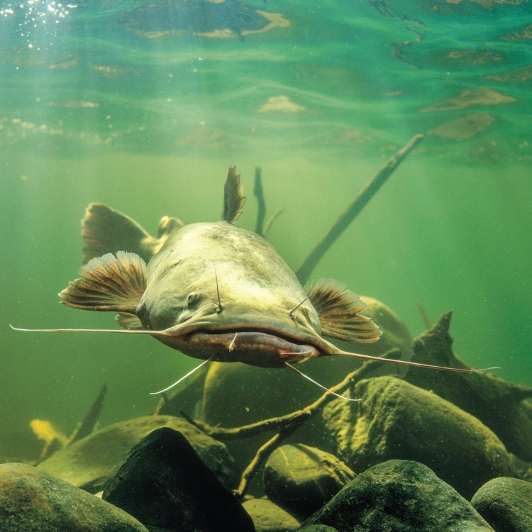 The Fascinating World of Airsac Catfish: Exploring the Secrets of Nature's Opportunistic Predators