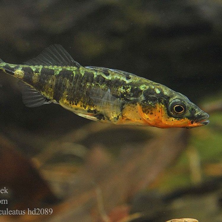 The Fascinating World of Triplespine Fish: Getting to Know Triacanthus biaculeatus