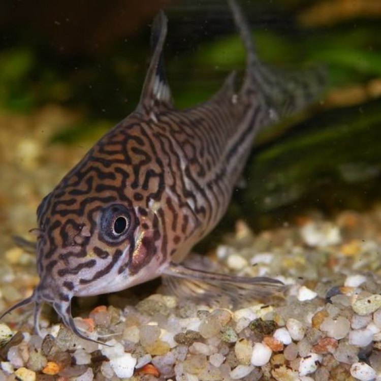 The Fascinating World of the Peppered Corydoras Fish