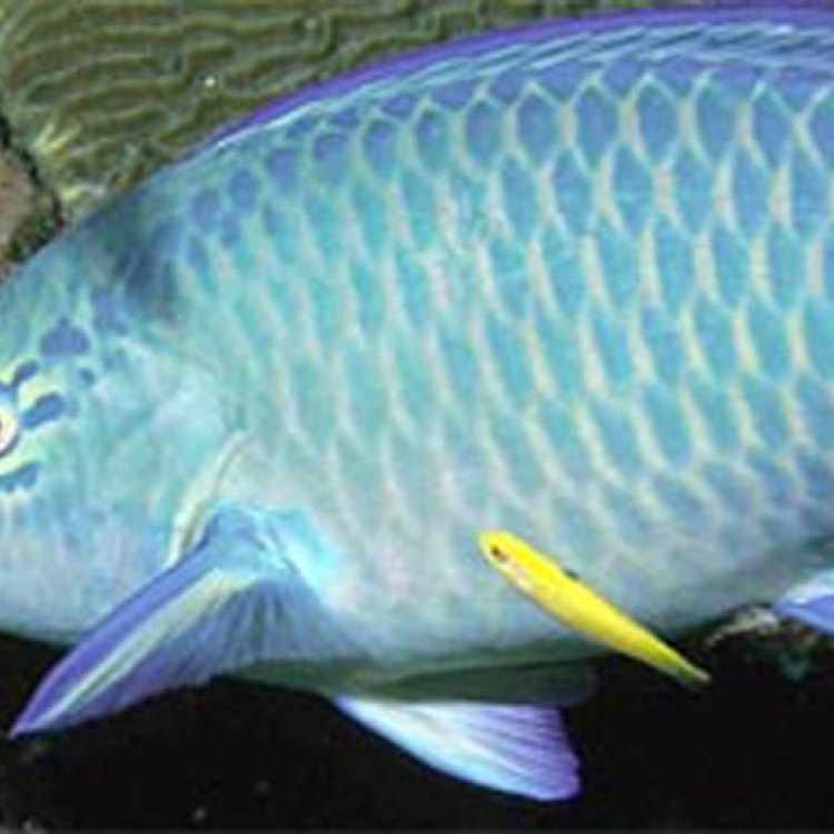 The Fascinating World of the Queen Parrotfish