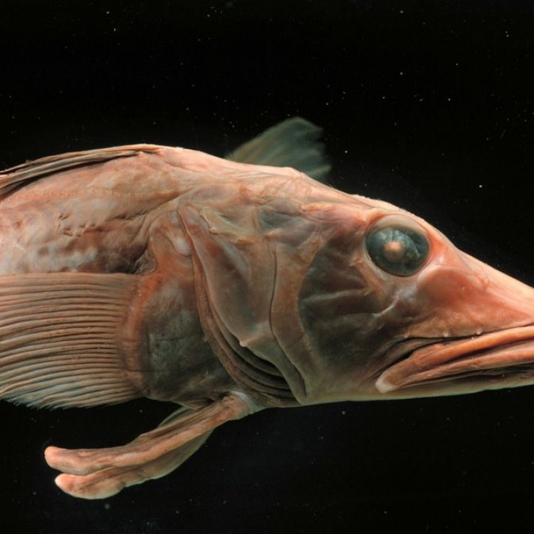 The Mysterious World of the Icefish: A Fascinating Species in the Antarctic Waters