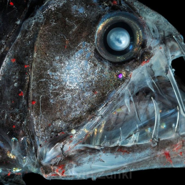 The Fierce and Mysterious Viperfish: Exploring the Depths of the Open Ocean