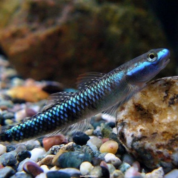 A Fascinating Fish: The Loach Goby