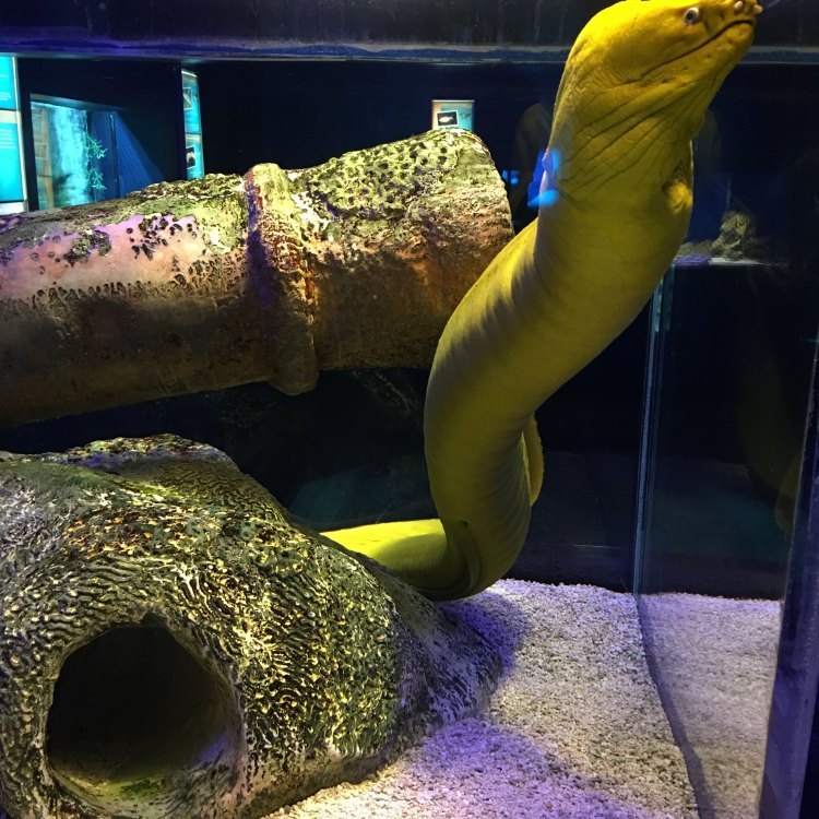 The Fascinating Sawtooth Eel: A Master of the Deep Sea
