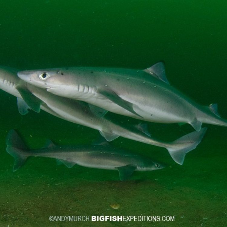 The Fascinating World of the Collared Dogfish: A Hidden Gem in the Depths of the Ocean