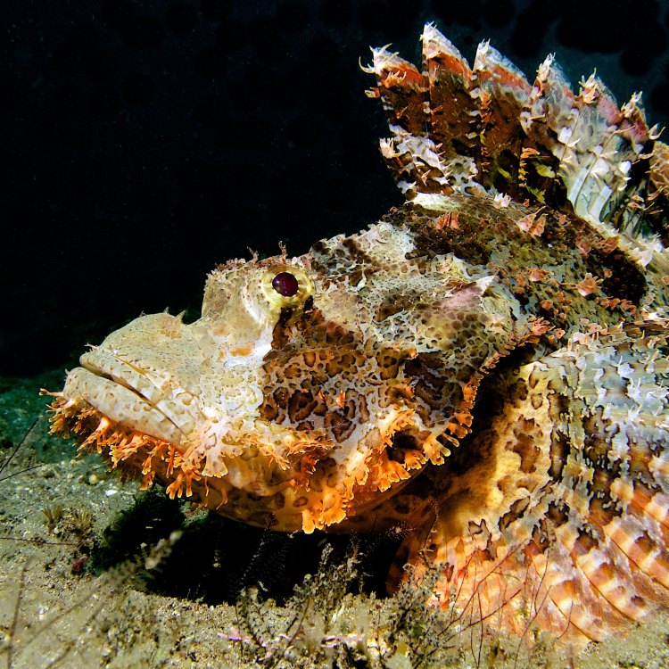 The Mysterious and Deadly Scorpionfish: A Closer Look at One of the Ocean's Most Fascinating Creatures