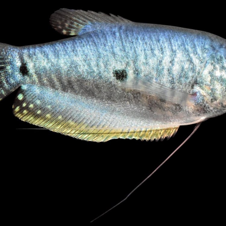 The Majestic Three Spot Gourami: A Jewel of Southeast Asia's Freshwater