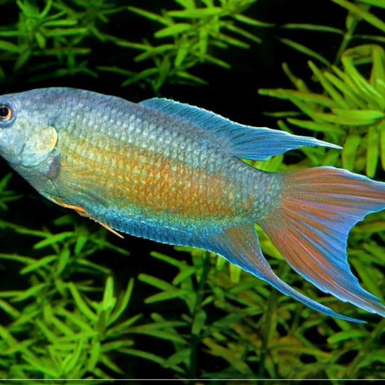 The Enchanting Paradise Fish: A Colorful Beauty From Eastern Asia