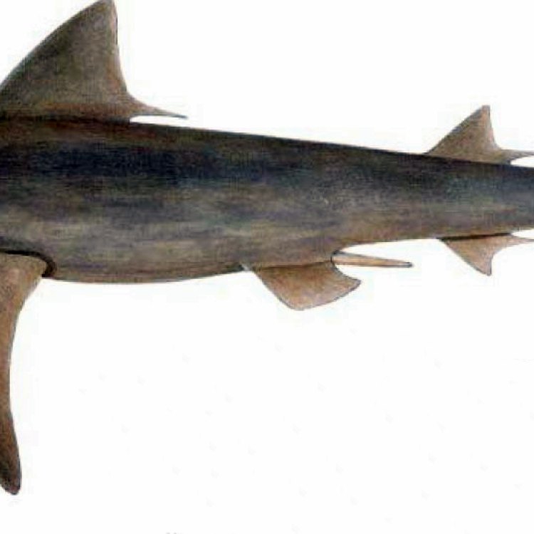 The Elusive and Mysterious Ganges Shark: A Hidden Treasure in the Rivers of India and Bangladesh