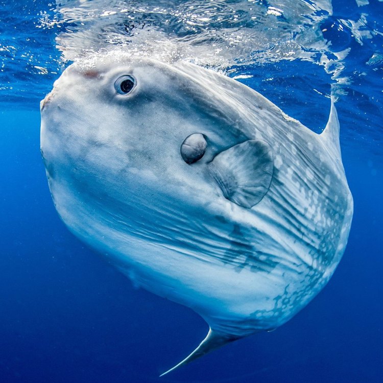 The Slender Mola: A Hidden Gem of the Open Ocean